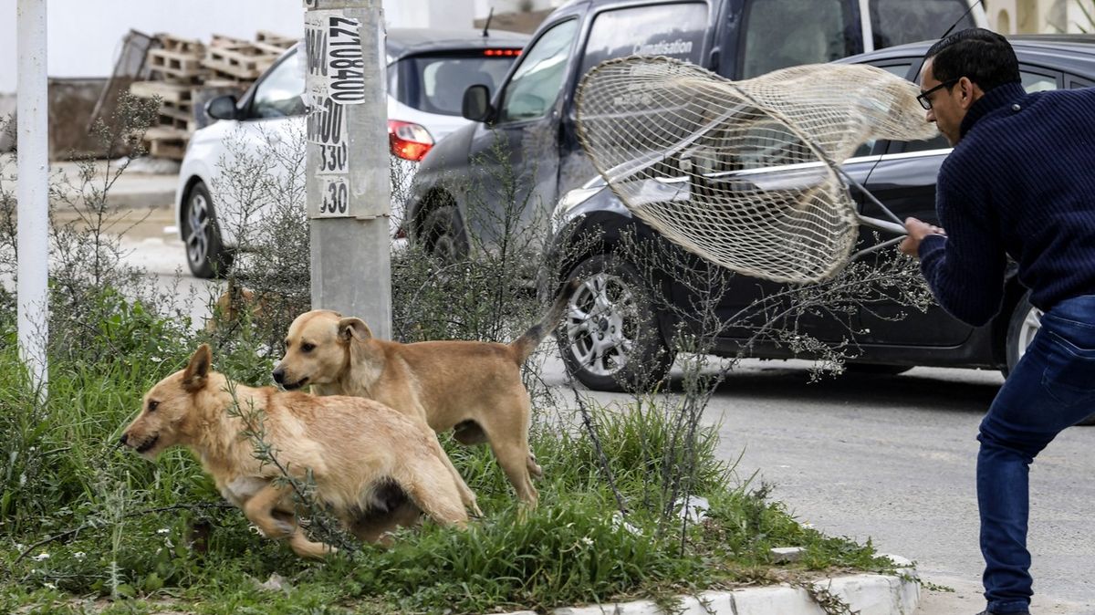 Fotky: V obležení gangů toulavých psů. Radnice tlačí kruté řešení